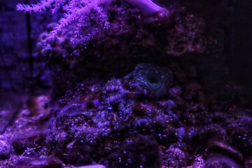 Sea water aquarium purple background