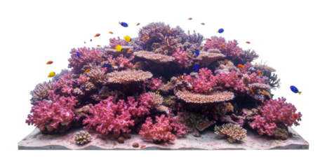 Vibrant coral reef ecosystem underwater scene marine life natural habitat wide angle biodiversity conservation. Cut out png