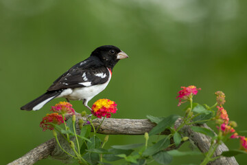 Rose-breasted Grosbeak male taken in southern MN