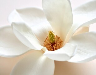 Obraz premium close-up photograph showcases the pristine white petals and vibrant yellow and green center of a blooming magnolia flower. Another slightly blurred magnolia blossom lies in the soft focus background, 