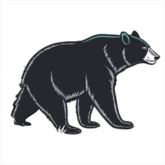 american-black-bear-vector