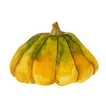  Watercolor hand drawn autumn illustration of a decorative pumpkin of the Scheherazade . Harvest vegetable isolated. Perfect for fall design, Thanksgiving decor, Hallowen decor, seasonal