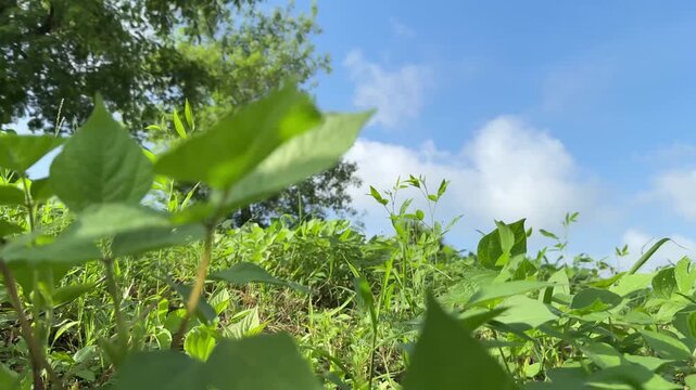 View of cloud and blue sky with close up look of black gram plants from field.
