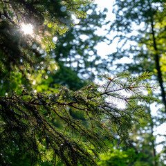 Pine tree in the Black Forest