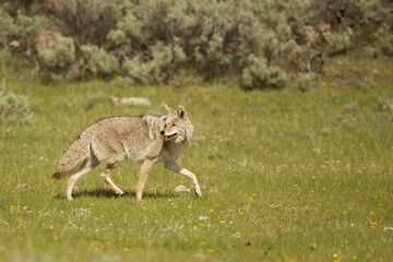 Coyote taken in Yellowstone NP
