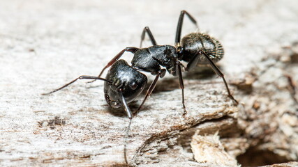ant on the ground