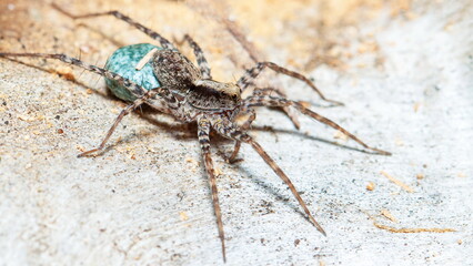 spider on a white background