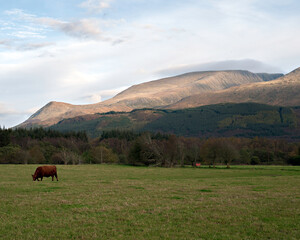 View to Aonach Mor over farmland at Camaghael, Fort William, Scottish Highlands. The pointed outcrop of Sgurr Finniosgaig is on the far left and the Ski gondola station can also be seen. © David