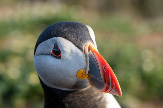Close-up portrait of an Atlantic puffin (Fratercula arctica) with bright orange beak