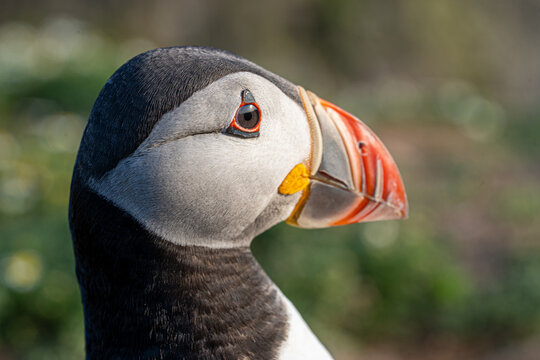 Close-up portrait of an Atlantic puffin (Fratercula arctica) with bright orange beak