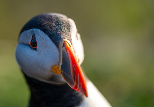 Close-up portrait of an Atlantic puffin (Fratercula arctica) with bright orange beak