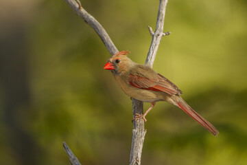 Northern Cardinal female taken in southern MN