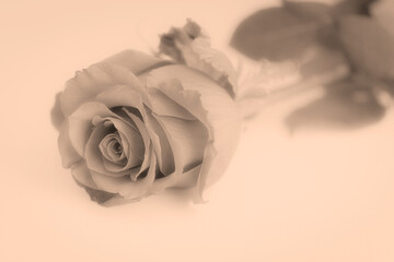 Einzelne Rose Graut&ouml;ne vor wei&szlig; mit Platz f&uuml;r Text monochrom Sonne