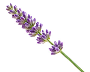 Sprig of lavender isolated on transparent background