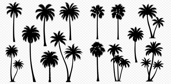 A collection of various black palm tree silhouettes isolated on a transparent background.