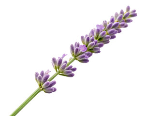 Sprig of lavender isolated on transparent background