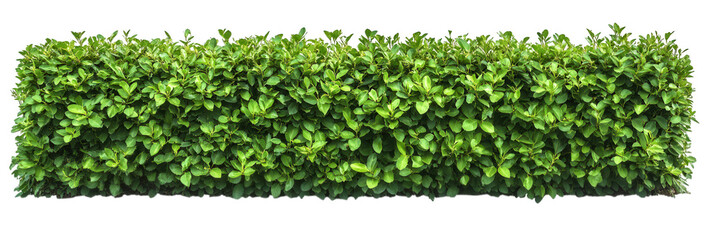 Green hedge isolated on transparent background