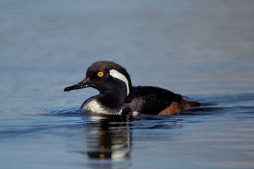 Fototapeta premium Hooded Merganser male non-display taken in southern MN in the wild