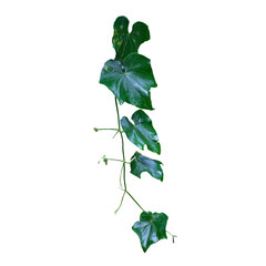 Lush Green Vine with Glossy Leaves on a White Background