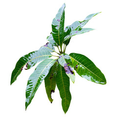 Green Mango Leaves with Signs of Disease Isolated on White Background