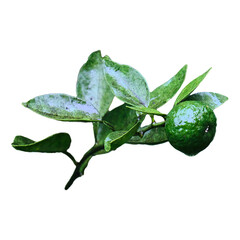 Green Citrus Fruit on a Branch with Fresh Green Leaves Isolated
