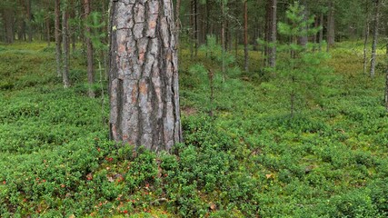 Clear pine forest. Clean pine forest with cowberry bushes and red ripe berries. - Powered by Adobe