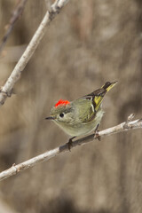 Ruby-crowned Kinglet showing crown taken in northern MN