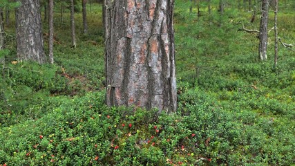 Clear pine forest. Clean pine forest with cowberry bushes and red ripe berries. - Powered by Adobe