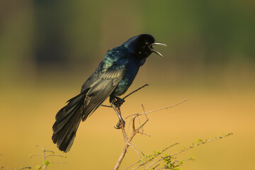 Boat-tailed Grackle male calling taken in SW Florida