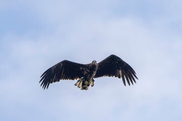 Majestic eagle soaring in clear sky.