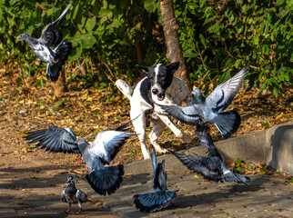 Energetic Dog Chasing Pigeons in City Park