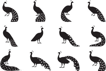 Fototapeta premium Set of Standing Peacock Silhouettes in Various Poses