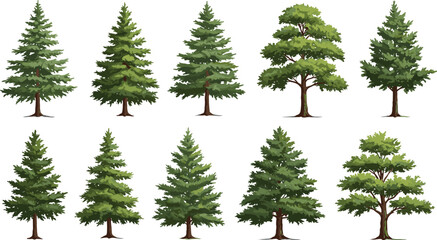 Set of Realistic Tree Illustrations Featuring Various Coniferous Pines and Broadleaf Species, Perfect for Forest, Park, or Nature Landscape Design Projects