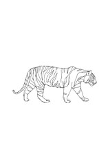 Line art illustration of a tiger walking with black outlines on a white background design