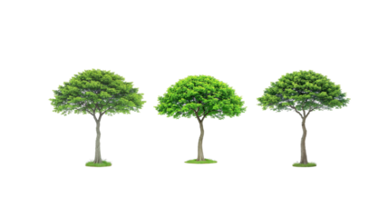 Green shady tree on transparent background png