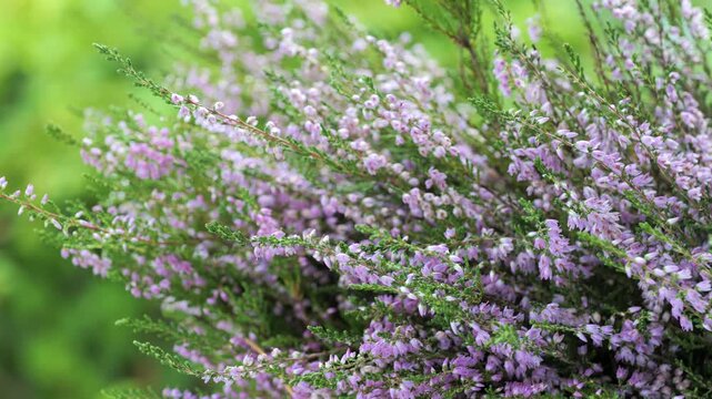 Close up of pink heather in a summer forest