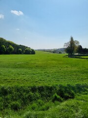 Beautiful green meadow with trees and blue sky in peaceful countryside landscape