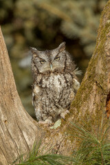 Eastern Screech-owl take in southern MN under controlled conditions