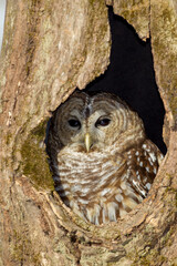 Barred Owl taken in southern MN under controlled condtions