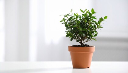 Fototapeta premium Potted Plant on White Surface