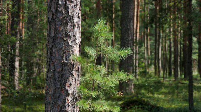 Pine forest on a sunny summer day.