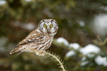 Boreal Owl taken in northern MN