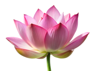 Beautiful pink lotus flower isolated on transparent background in full bloom