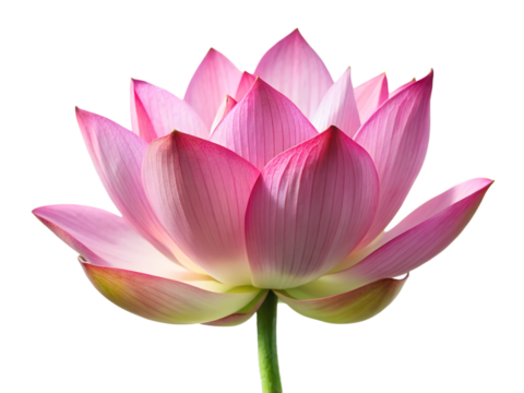 Beautiful pink lotus flower isolated on transparent background in full bloom