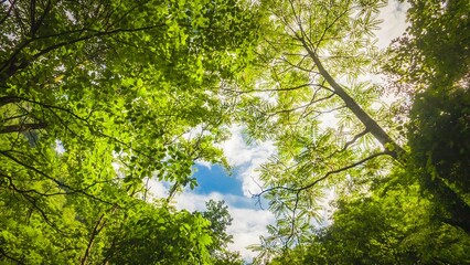 Discovering rare ginkgo tree flowering in Nanjing during a warm summer day surrounded by lush greenery