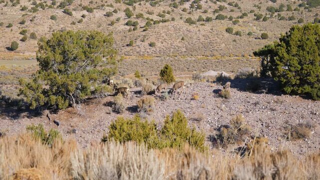 Mule Deer in natural habitat in Echo Canyon State Park in rural Nevada