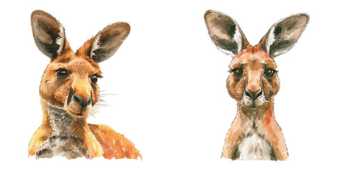 kangaroo watercolor vector illustration