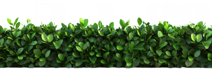 A lush green hedge with dense foliage, isolated on a transparent background