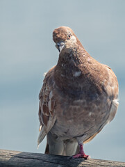 One-leg feral red pigeon perching on a wooden rail, close-up