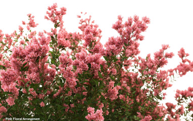 Pink flowers on a bush isolated on transparent background